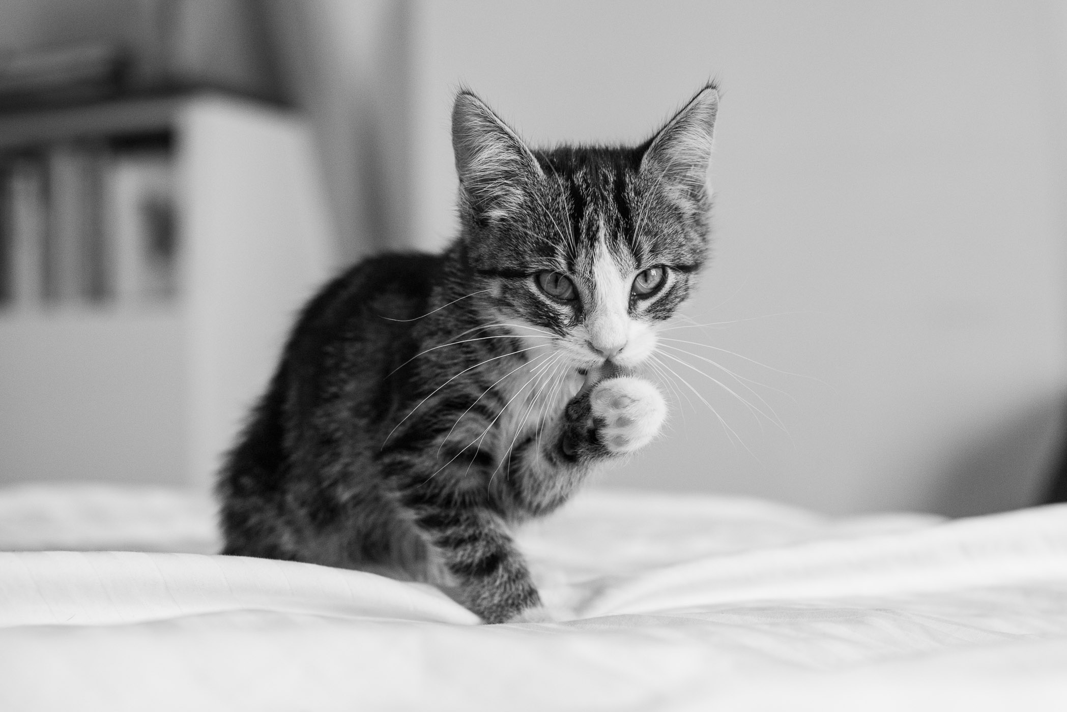 Kattenfotografie in huis: fotografietips en inspiratie