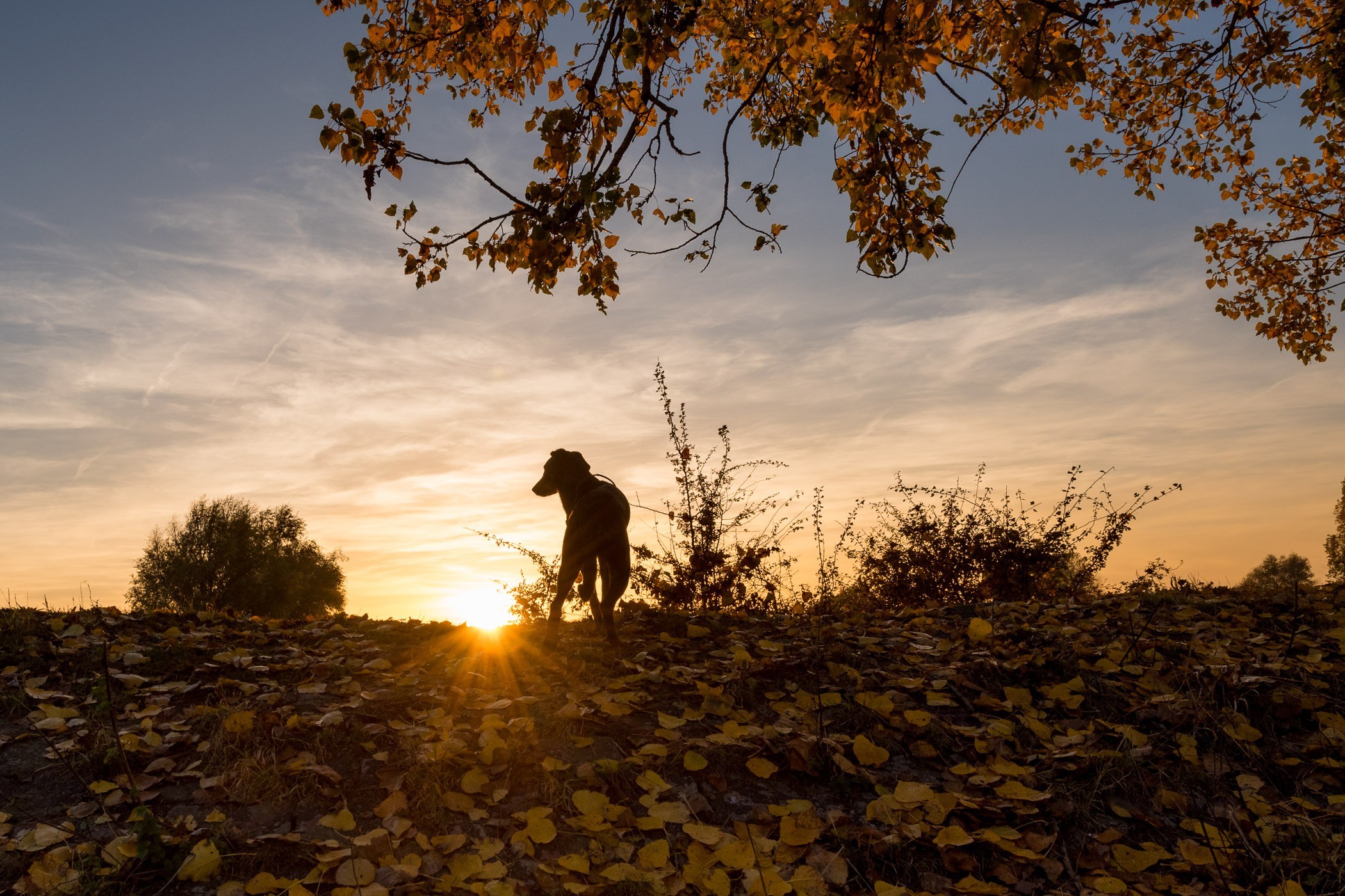 Een zonsondergang in de herfst gefotografeerd. Door het diafragma te knijpen maak ik van de zon een stervorm.
