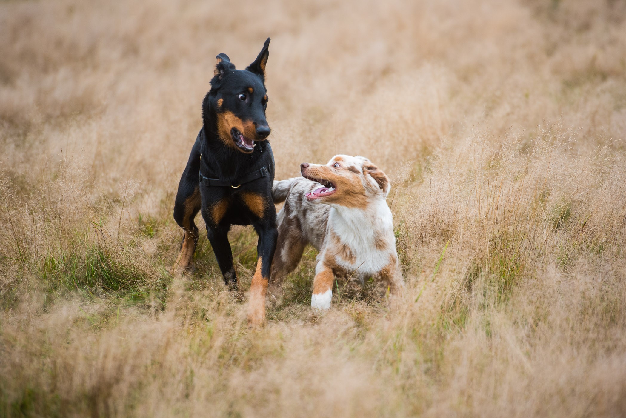 Spelende honden samen fotograferen.