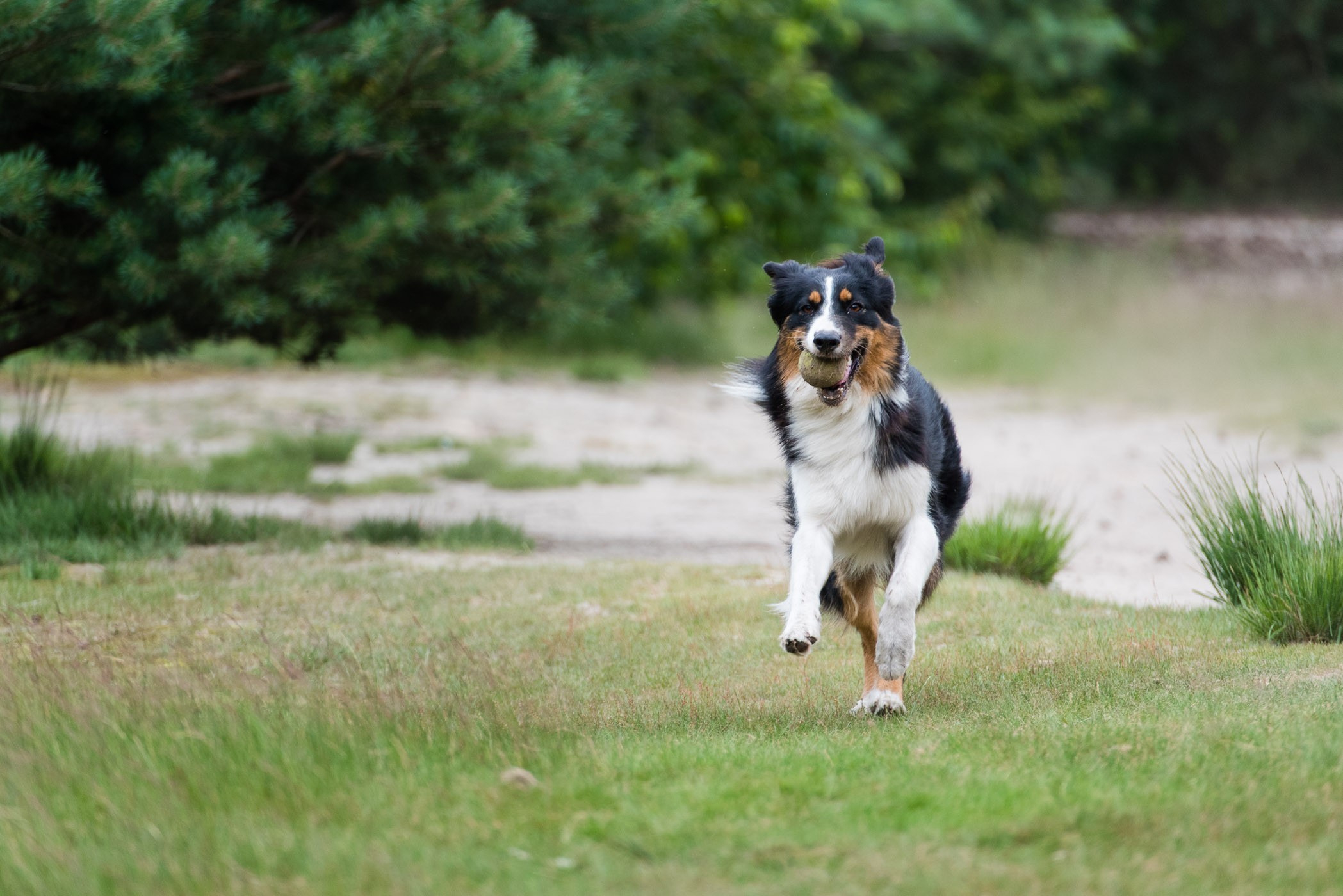 Fotograferen van een rennende hond.