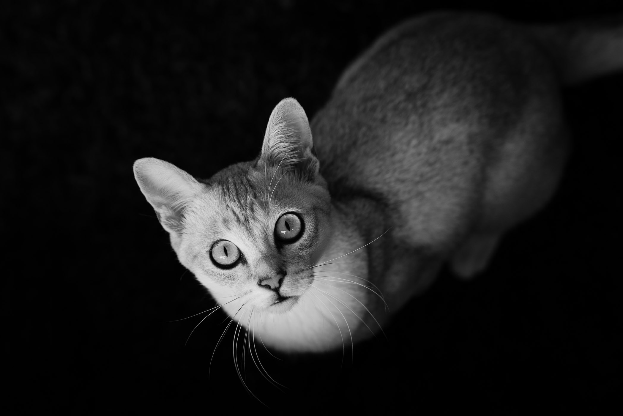 Studiofotografie honden en katten