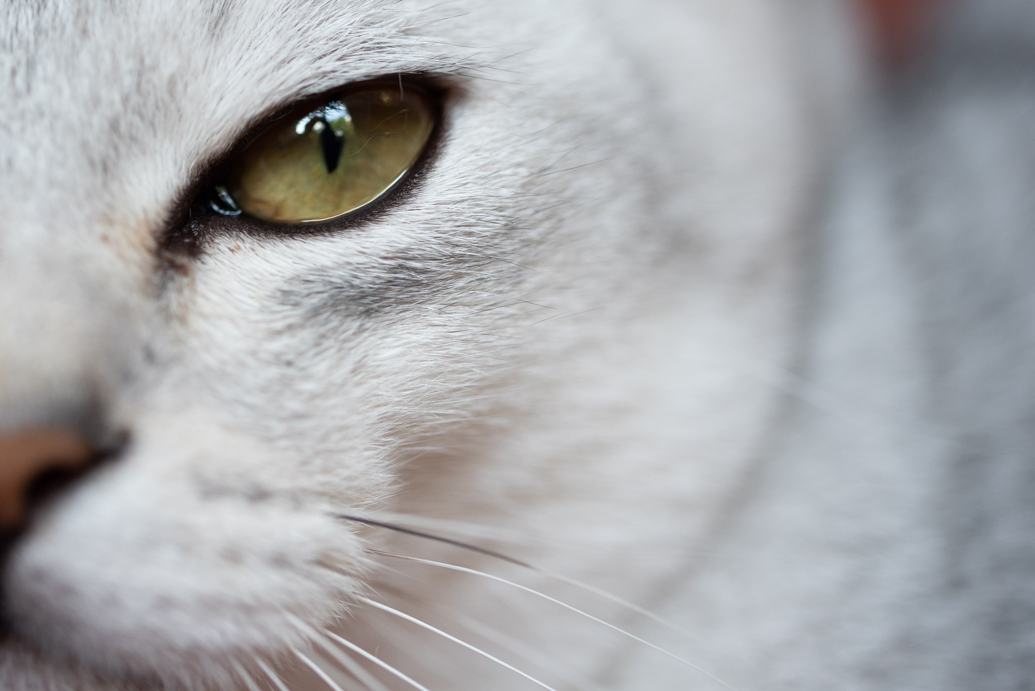 Om dit kattenoog van zo dichtbij te fotograferen gebruikte ik een macro-objectief.