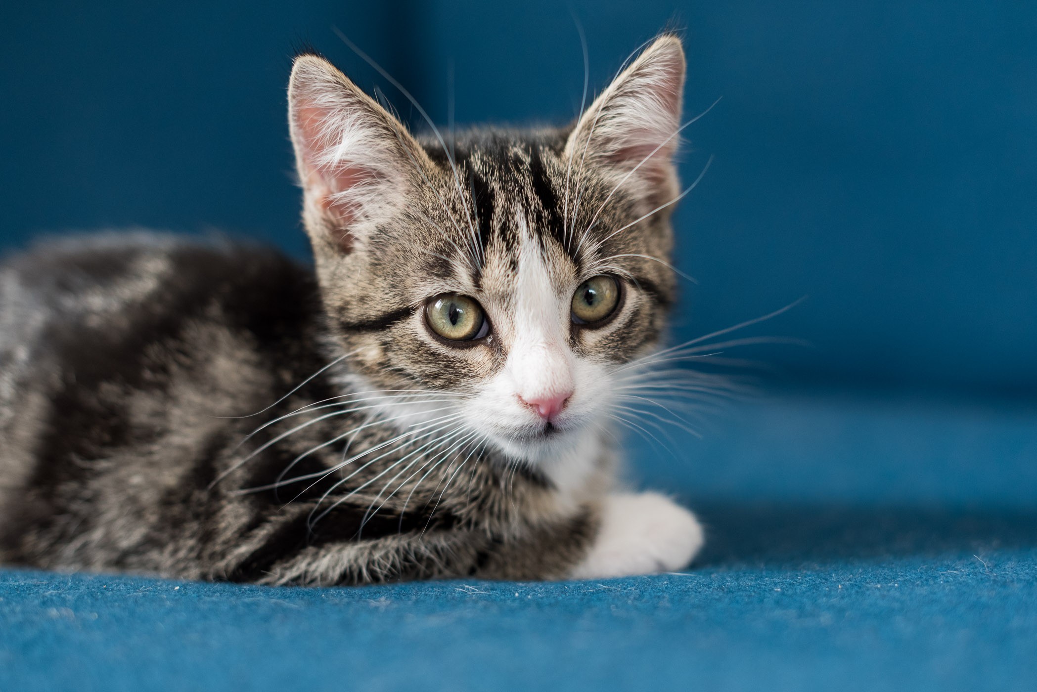 Foto van kat op blauwe bank