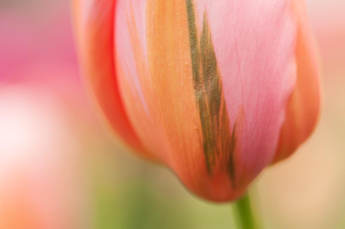 Tulpen fotograferen op de Keukenhof