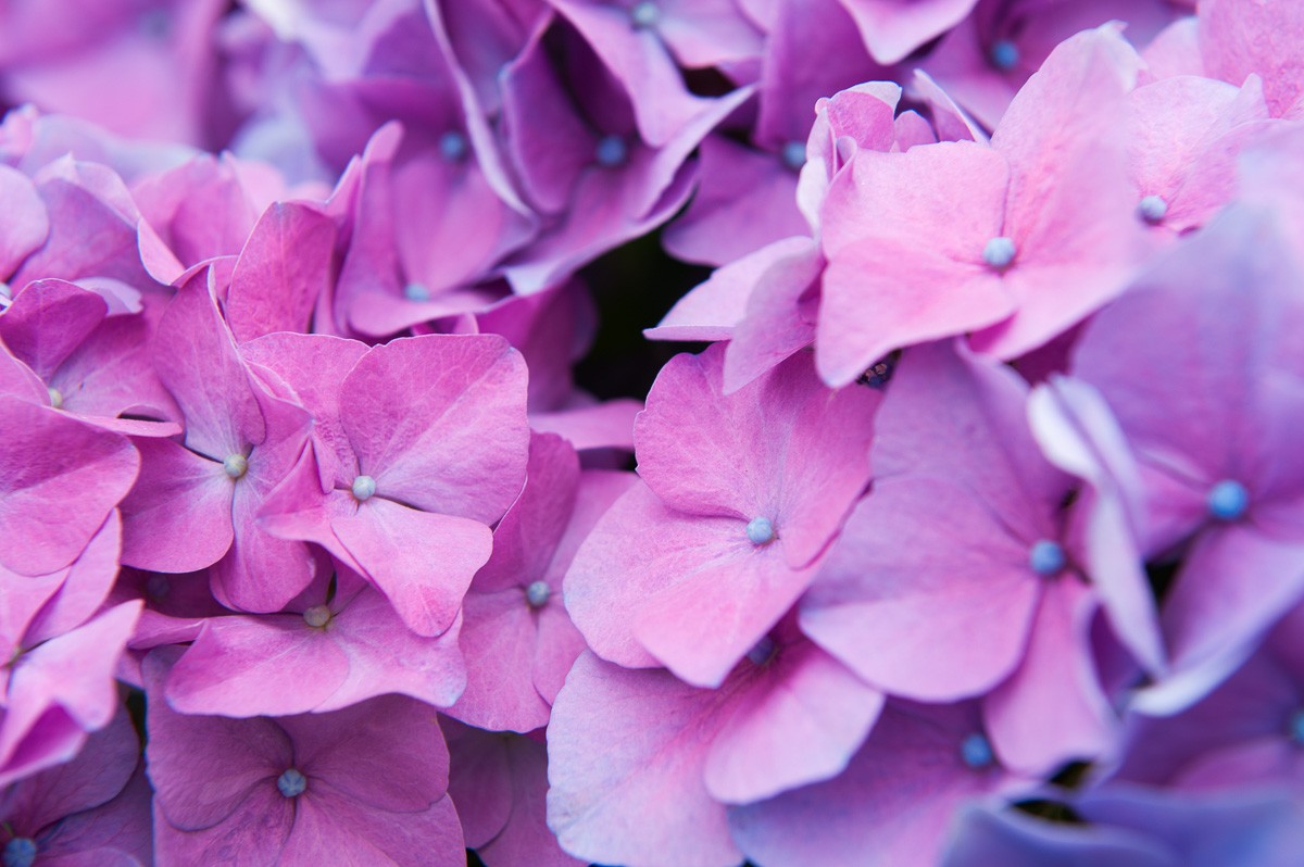 Hyacinten fotograferen bij keukenhof