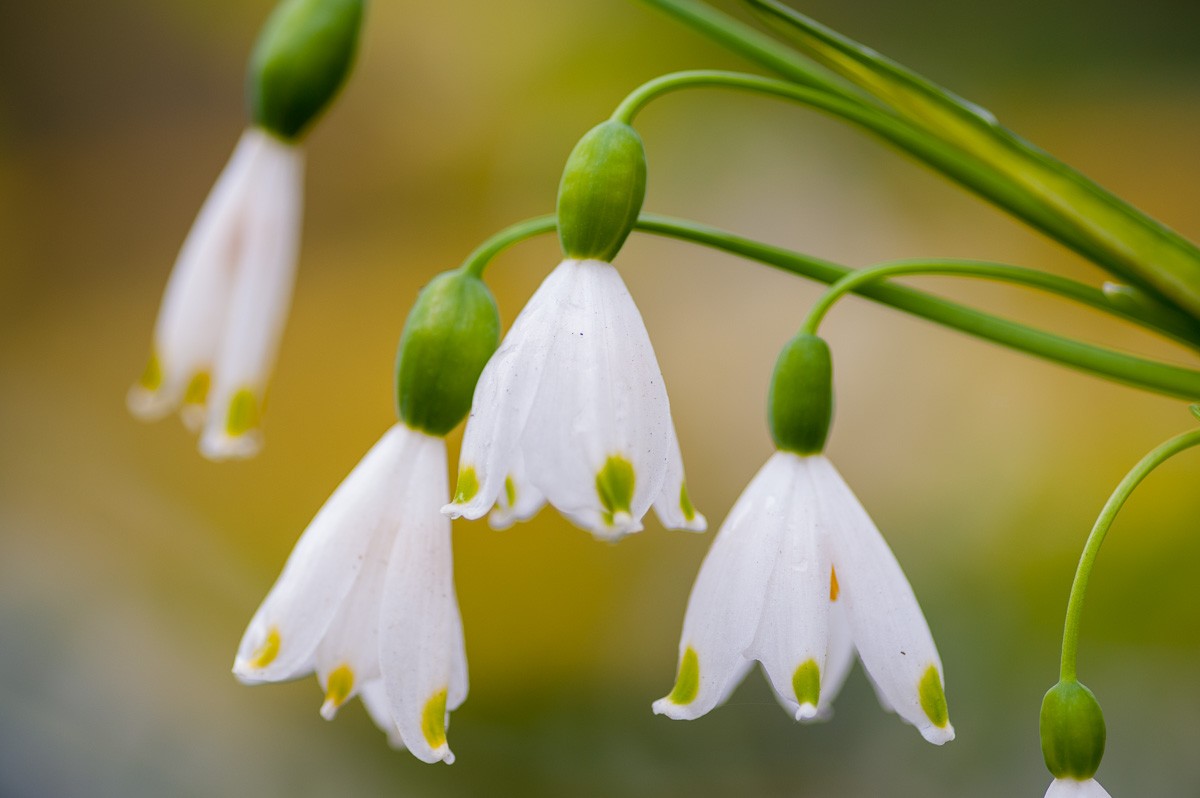 Sneeuwklokjes fotograferen op de keukenhof