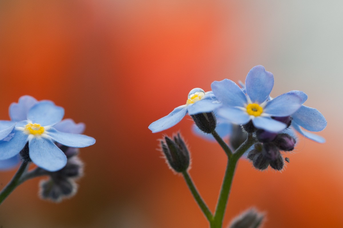 Vergeet-me-nietjes fotograferen op de Keukenhof