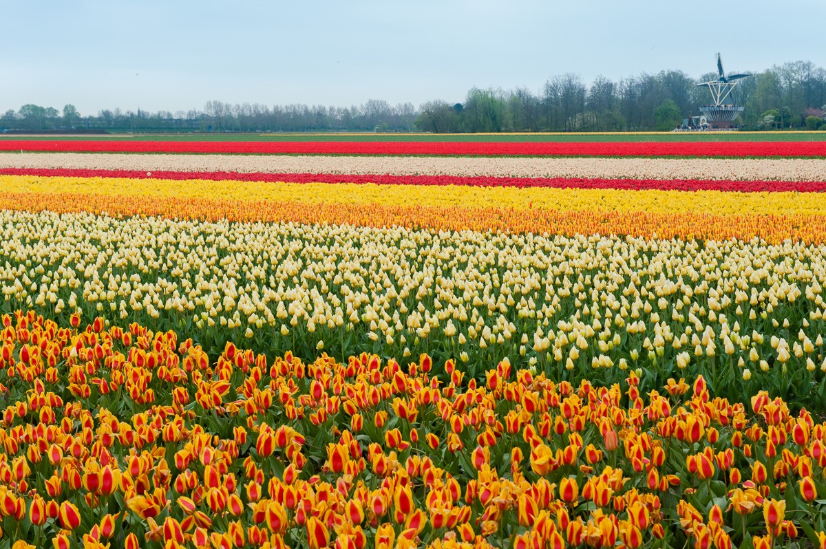 Bloemenvelden fotograferen bij de keukenhof