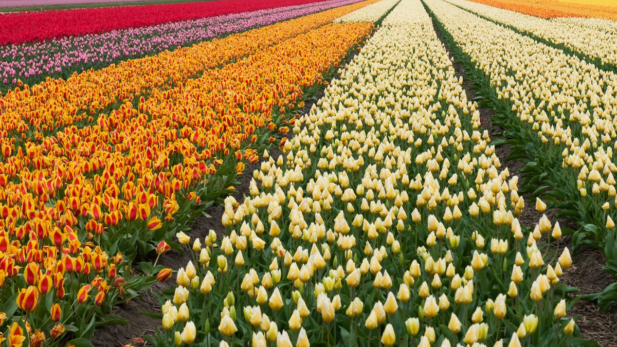 Bloemenvelden fotograferen bij de keukenhof
