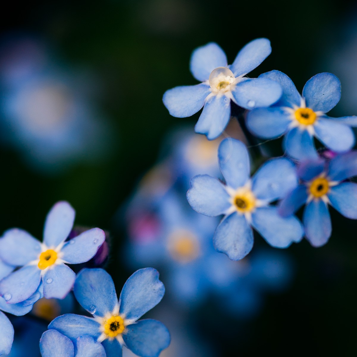 Vergeet-me-nietjes fotograferen op de Keukenhof