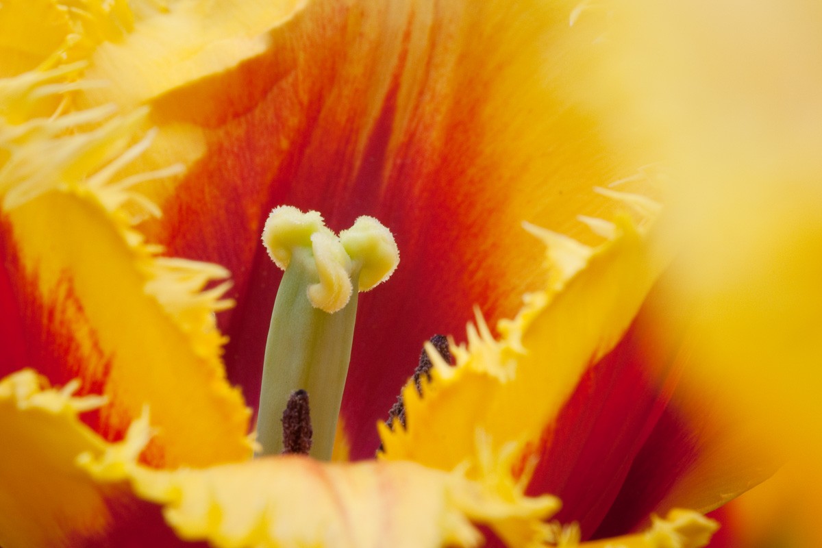 Tulpen fotograferen op de Keukenhof