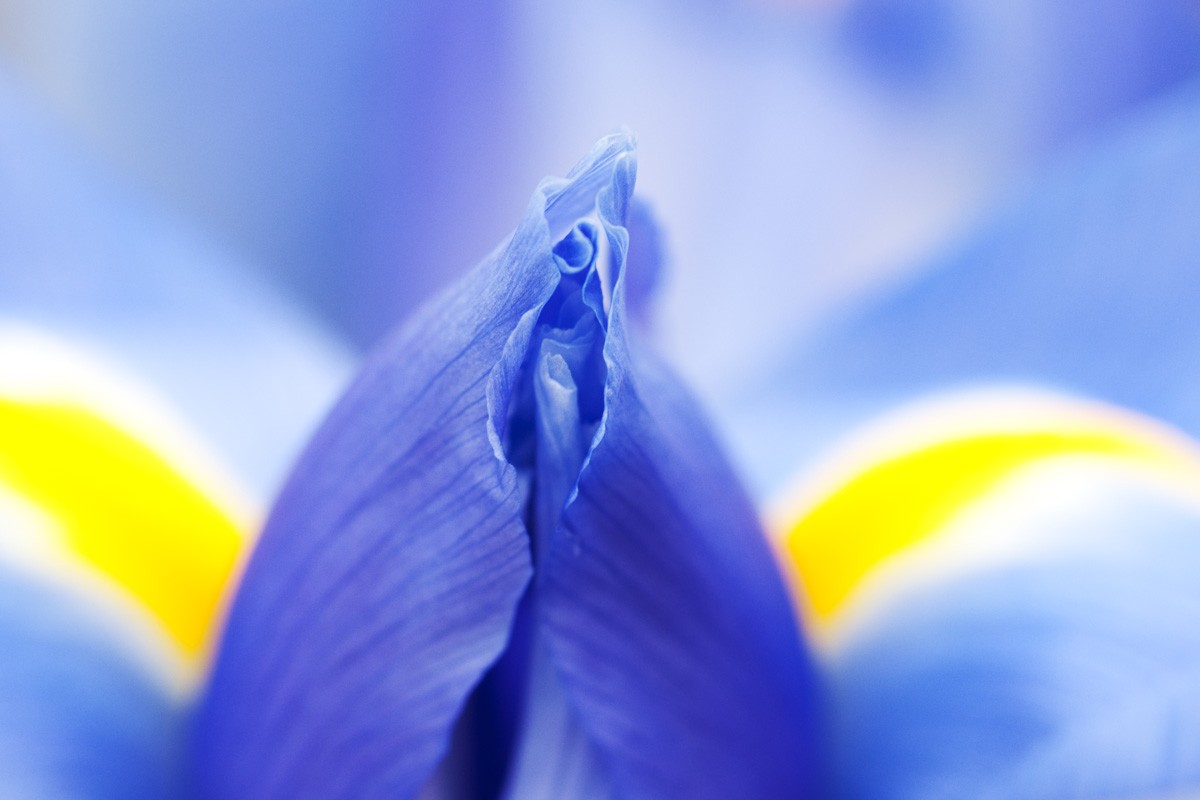 Macrofotografie bloemen bij de keukenhof
