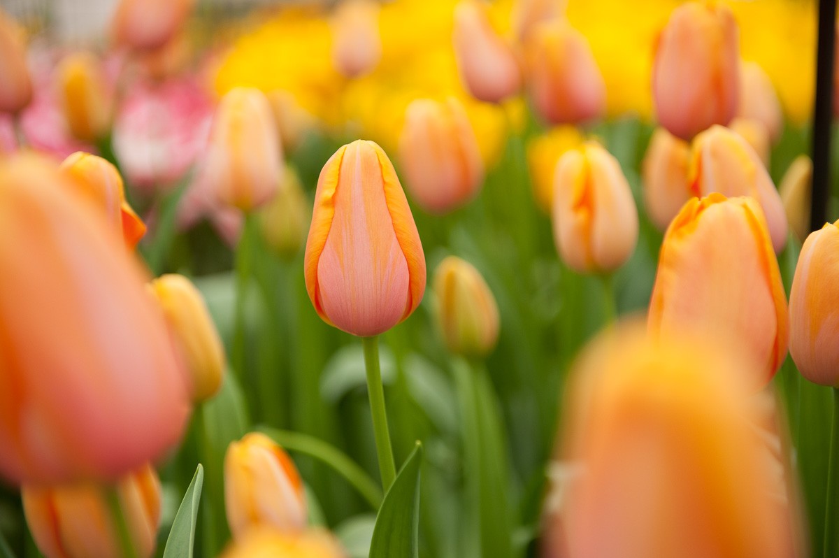 Tulpen fotograferen op de Keukenhof