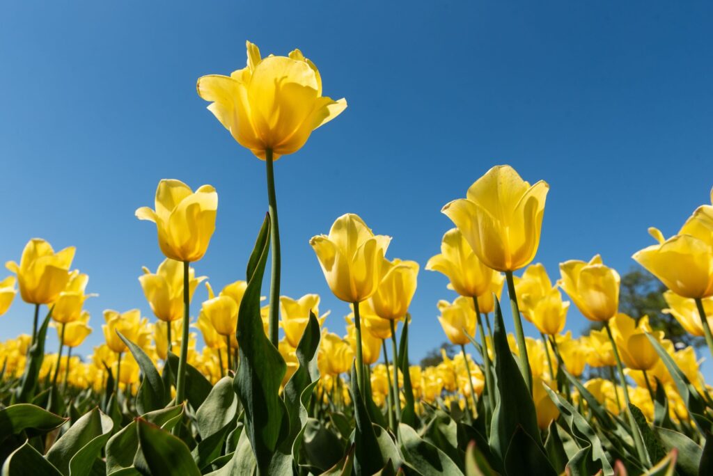 Laag standpunt zodat de gele tulpen mooi afsteken tegen de blauwe lucht.