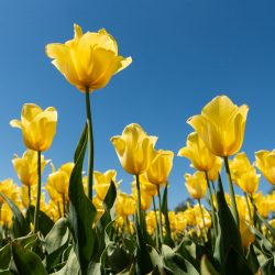 Laag standpunt zodat de gele tulpen mooi afsteken tegen de blauwe lucht.
