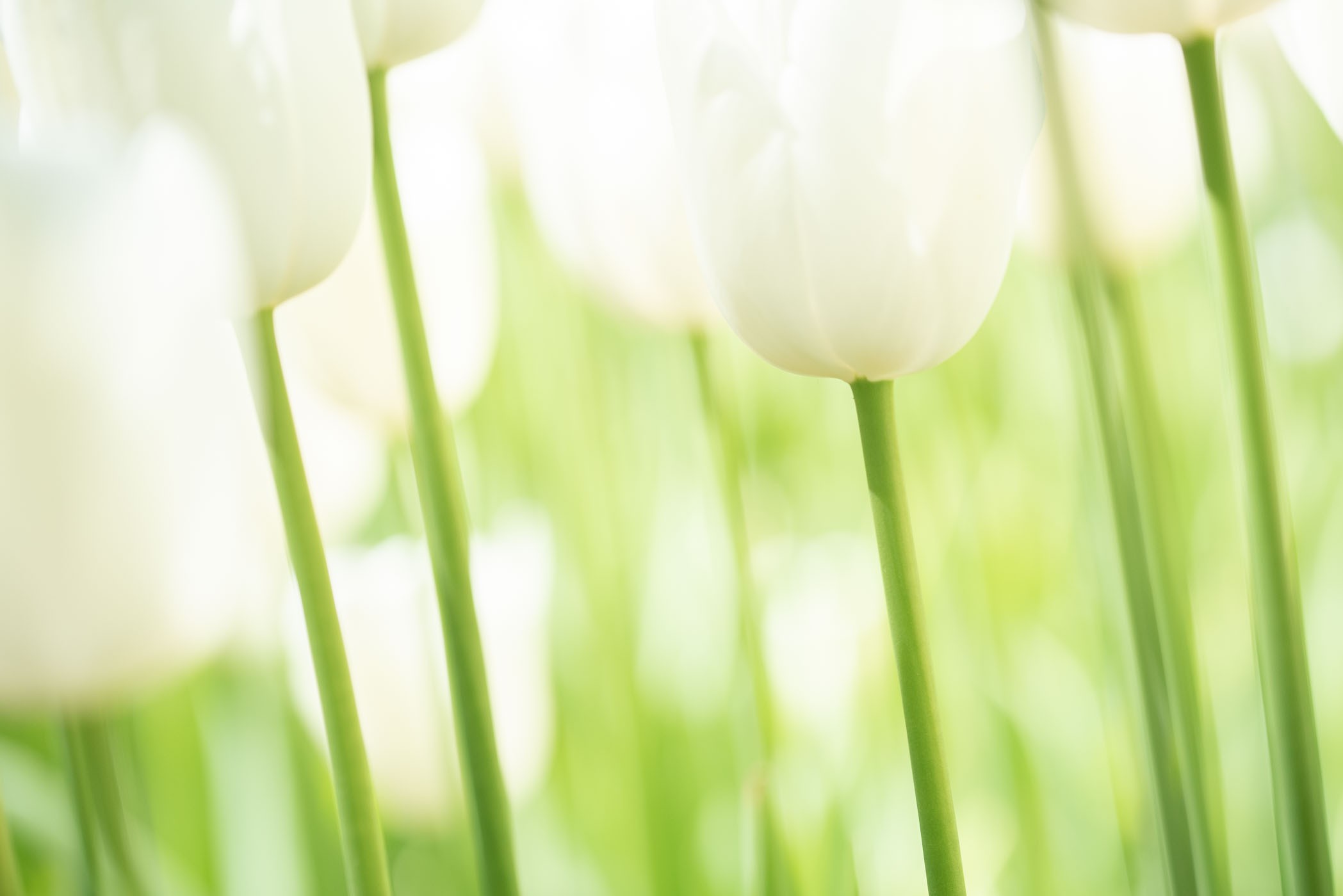 Witte tulpen Keukenhof