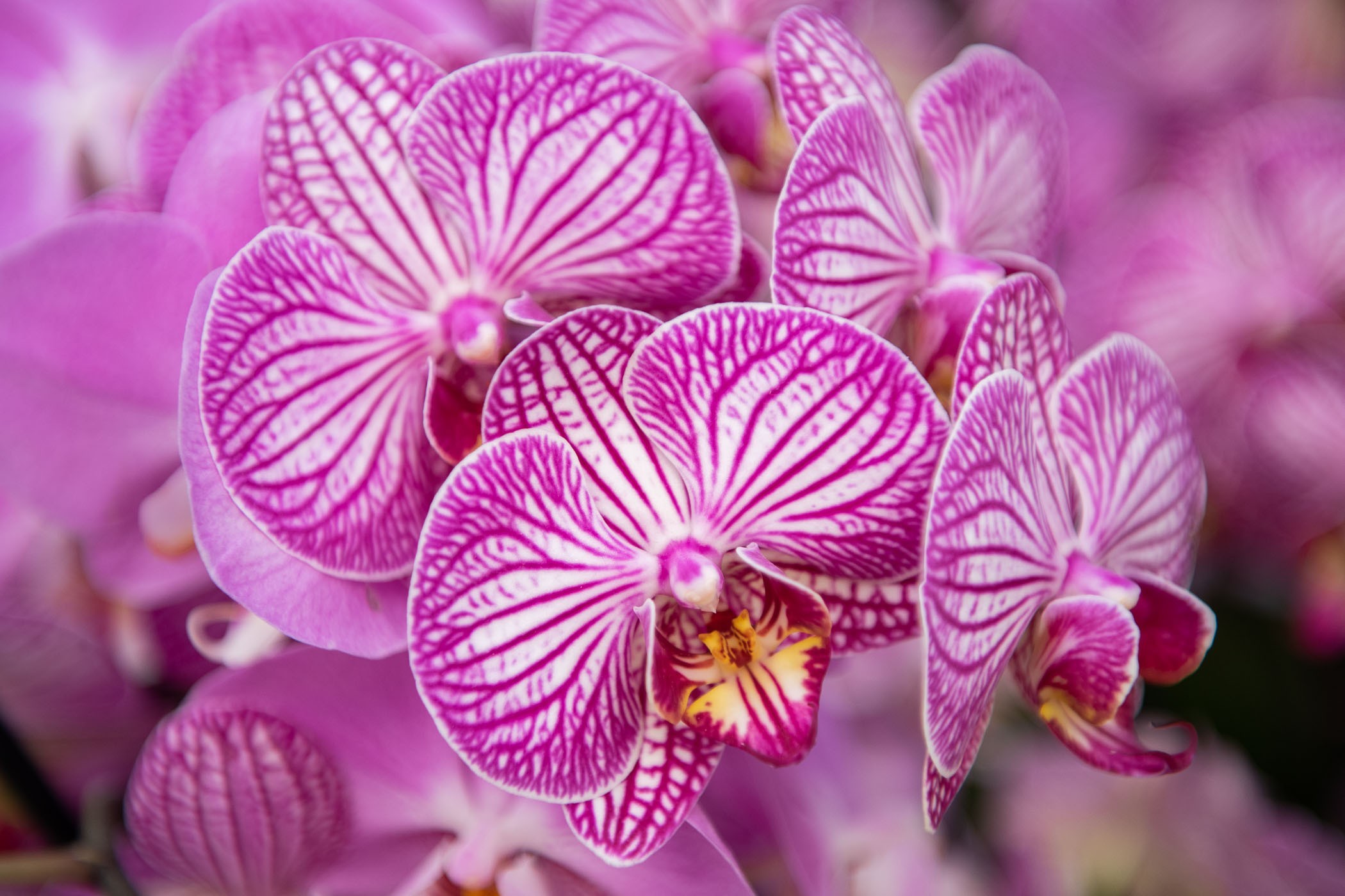 Orchideen fotograferen