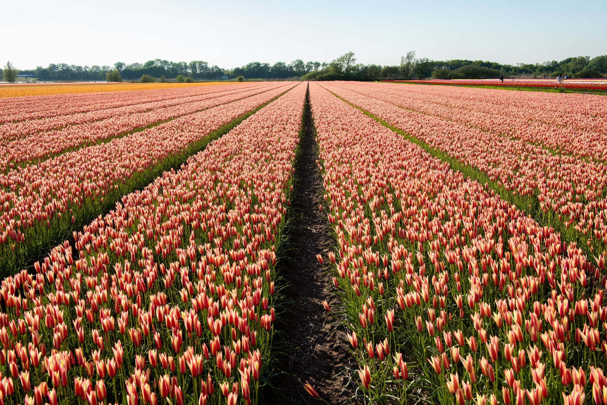 Bloemenveld vlakbij de Keukenhof