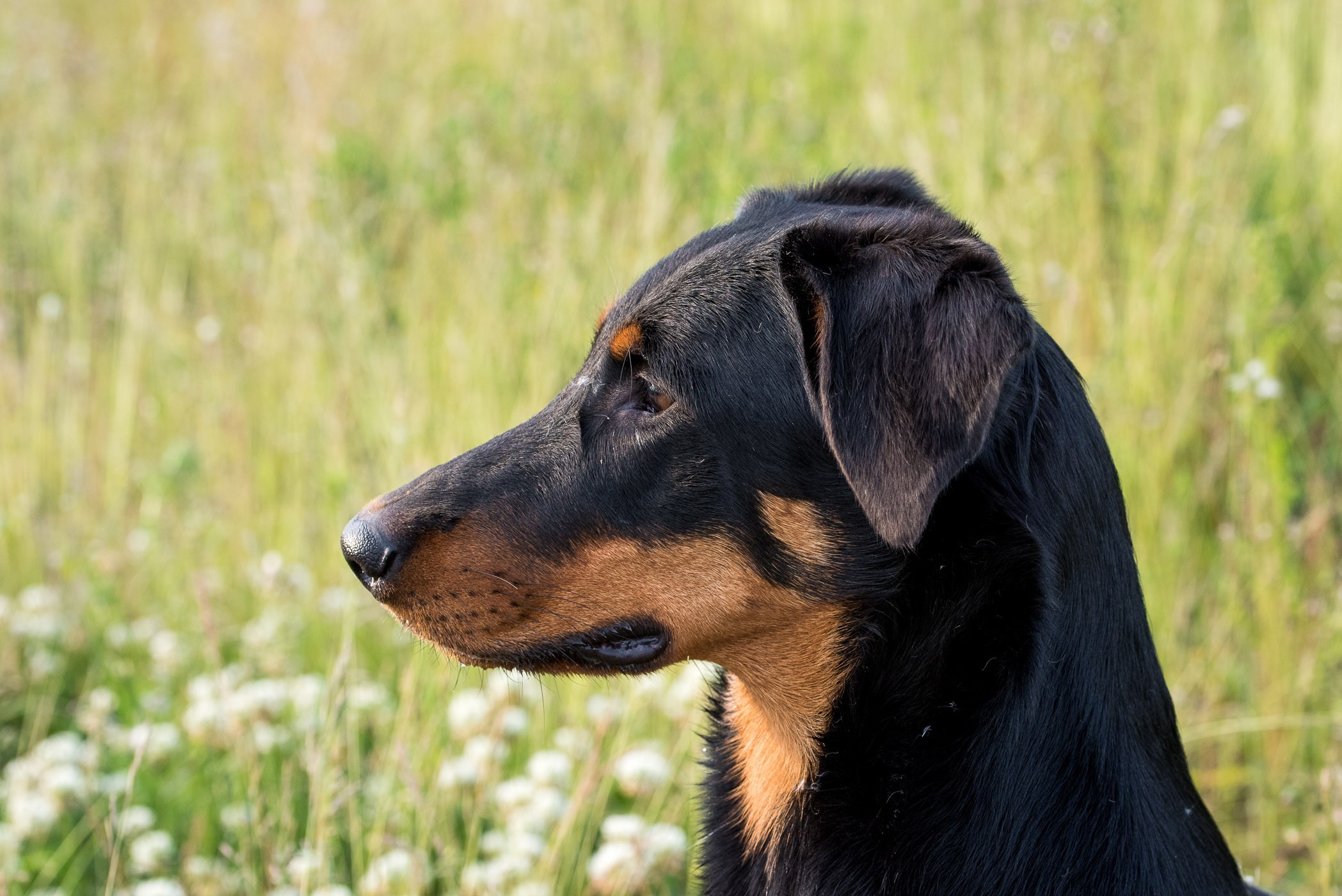 Kijkruimte kun je ook toepassen bij dierenfotografie, zoals bij het fotograferen van je hond of kat.