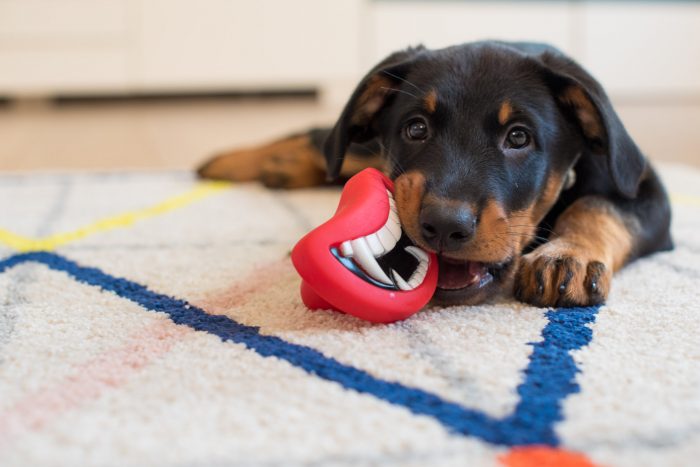 Hond kauwt op speeltje