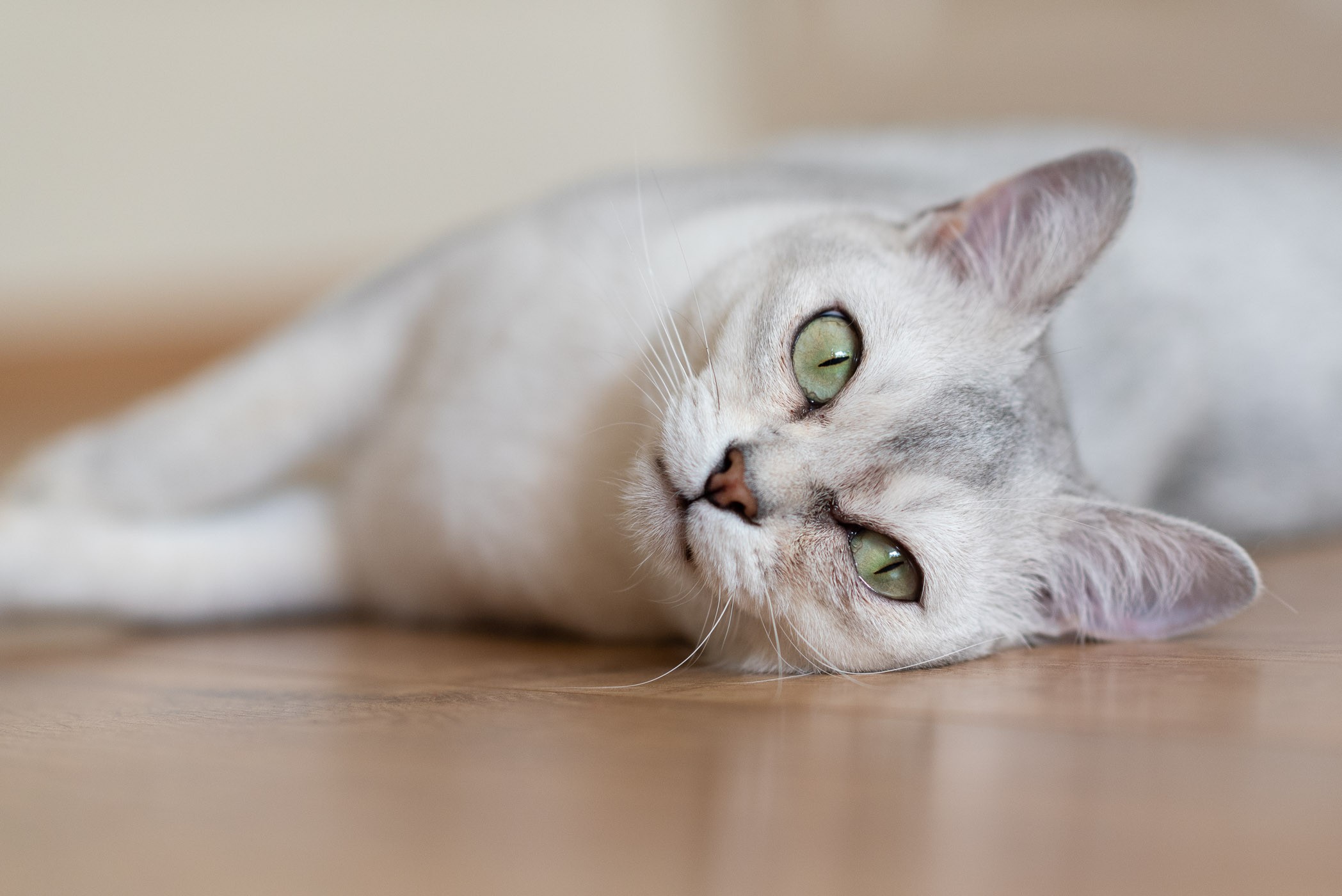 Door plat op de grond te liggen, fotografeerde ik hier op ooghoogte.