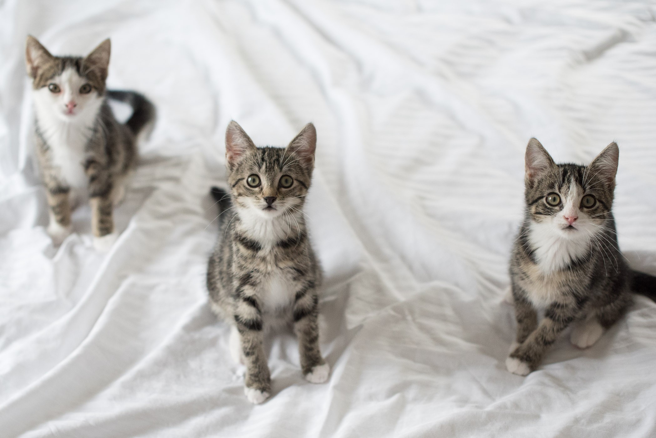 Jaaaa, de aandacht van drie kittens tegelijk! Man man, dat was een klus zeg... Gelukkig deed mijn assistent iets heel interessants vlak boven mijn hoofd.