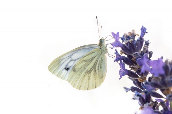 Klein geaderd witje tegen witte achtergrond op lavendelplant. Voor deze vlinderfoto hoef je niet naar een vlindertuin, maar gewoon naar je tuin