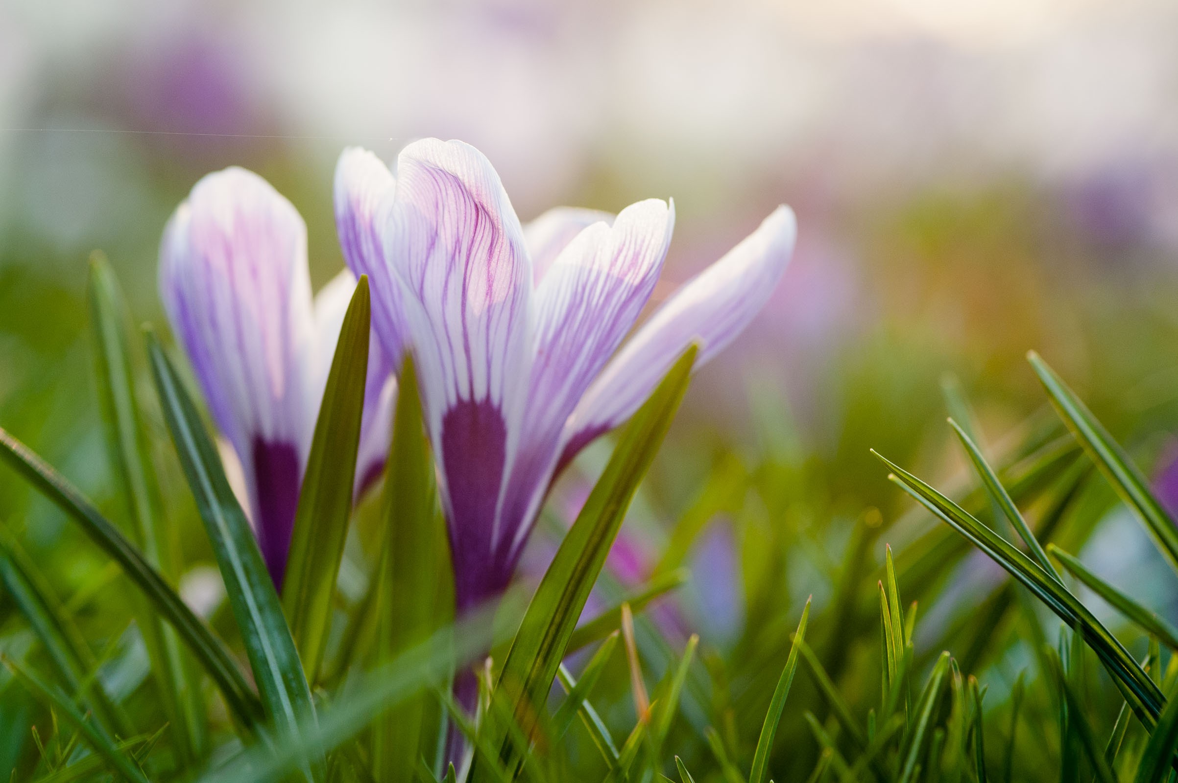 De positie van het licht maakt soms een groot verschil in de sfeer in de foto. Deze foto's van een stel krokussen zijn gemaakt met tegenlicht, waarbij de zon bijna onder ging.