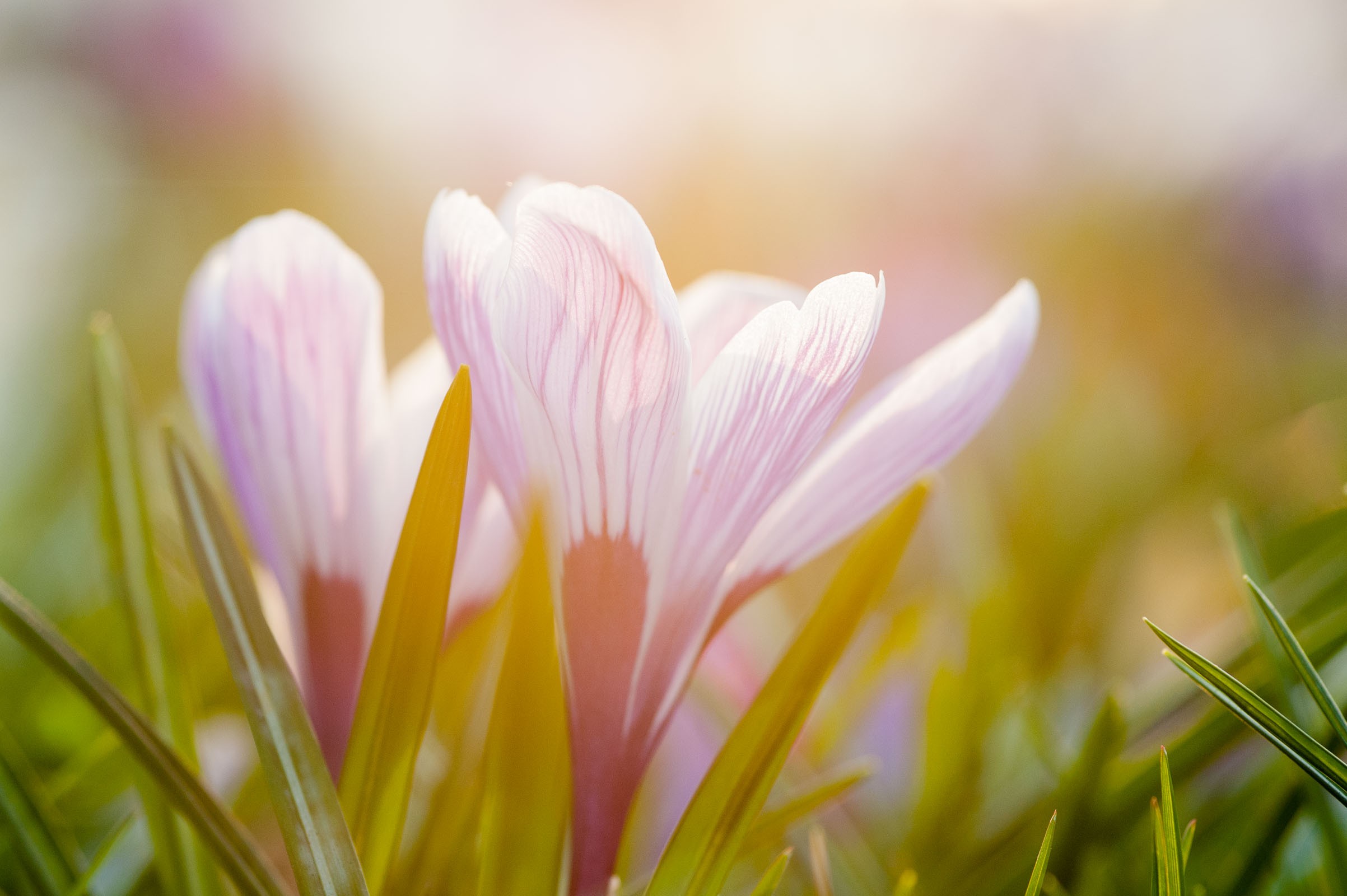 Lensflare bij bloemenfoto's