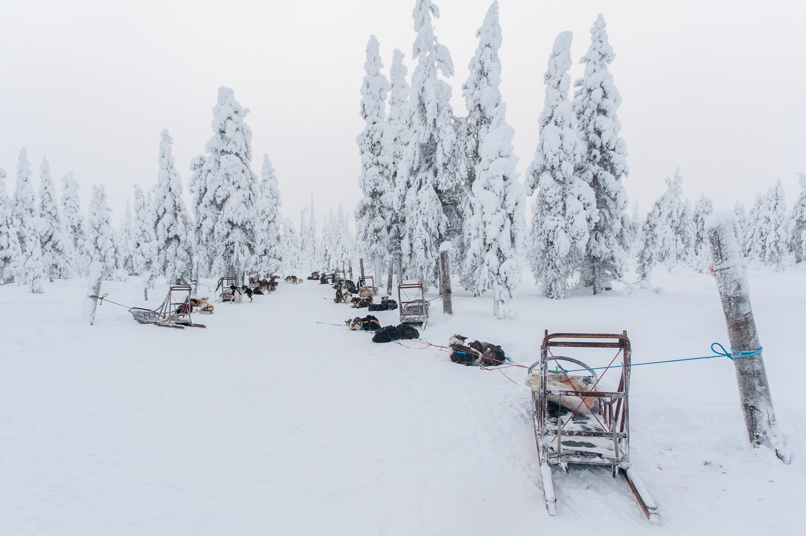 Tijd voor een pauze. De hondjes mogen even uitrusten!