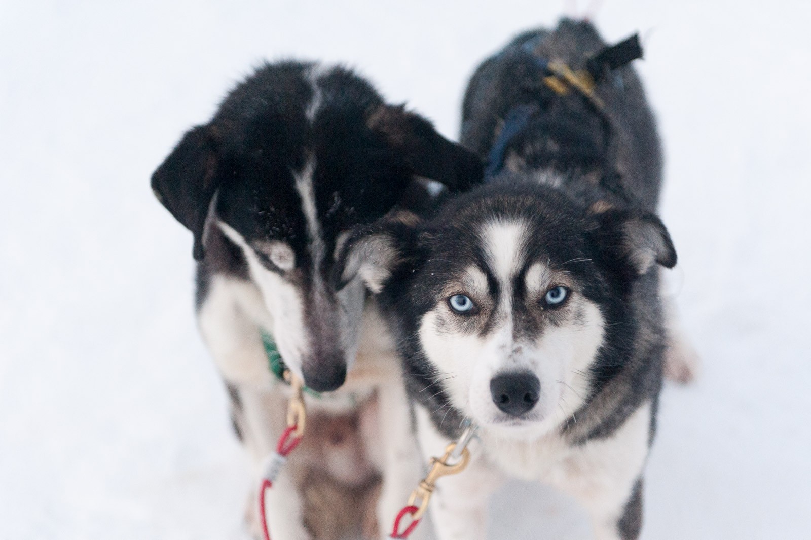 Huskyhondjes