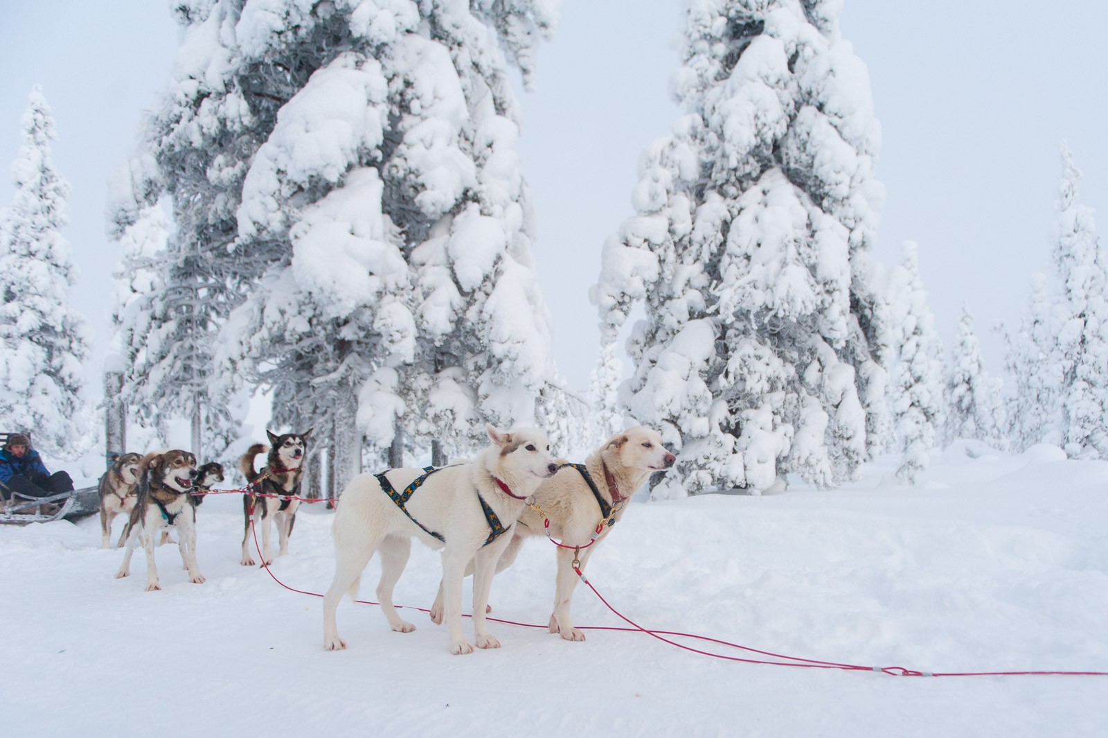 De hondjes hebben zin in!
