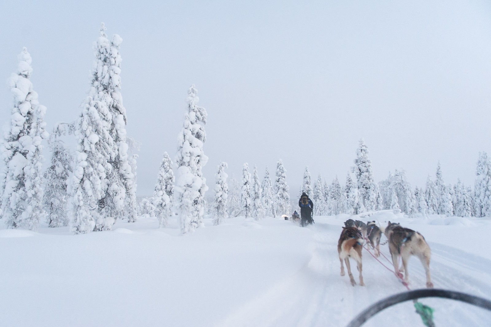 Fotograferen terwijl de honden voor je uit rennen was nog best lastig, omdat de weg vol sneeuwhobbels zit!