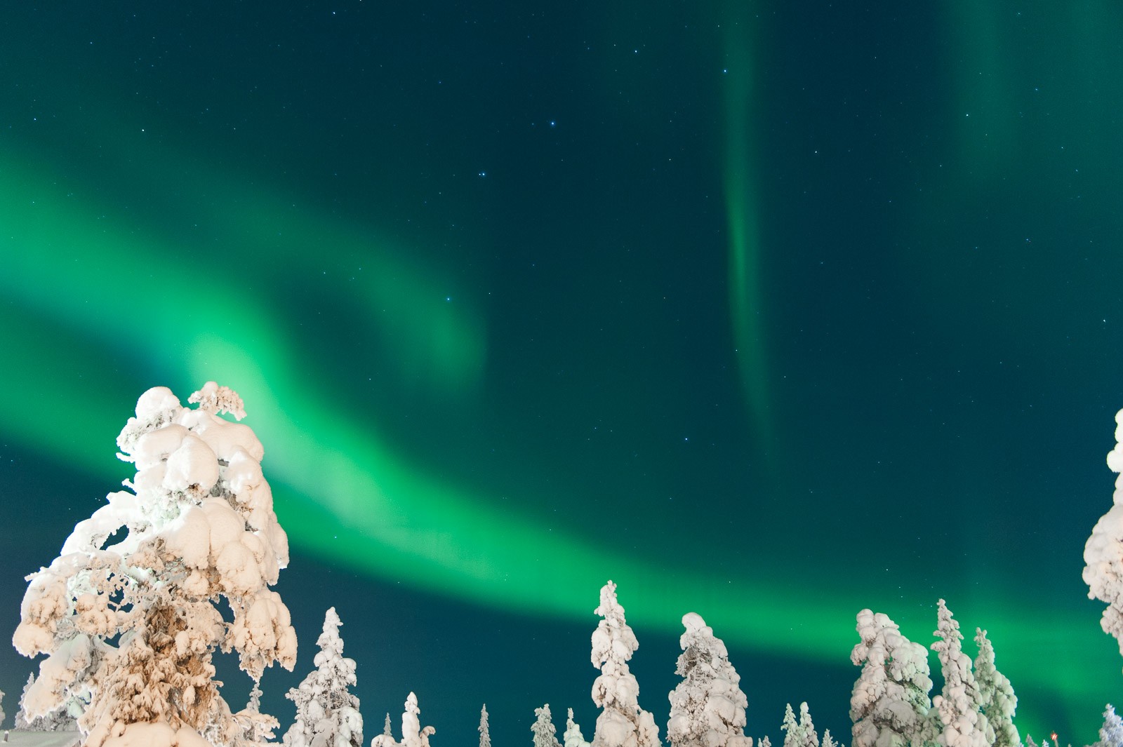 Het noorderlicht in Lapland boven besneeuwde boomtoppen