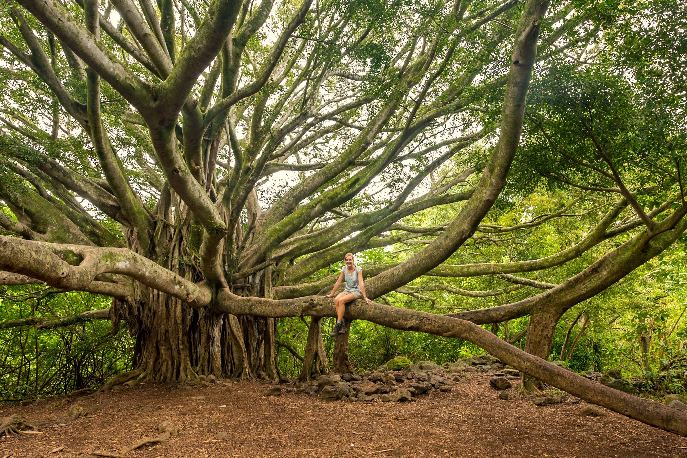 Hele grote boom op Maui, Hawaii
