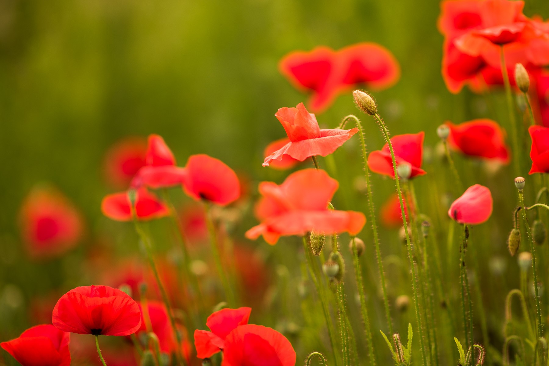 Bewolkte middag. De kleuren van de klaprozen is hierdoor intens omdat je geen harde schaduwen in beeld hebt.