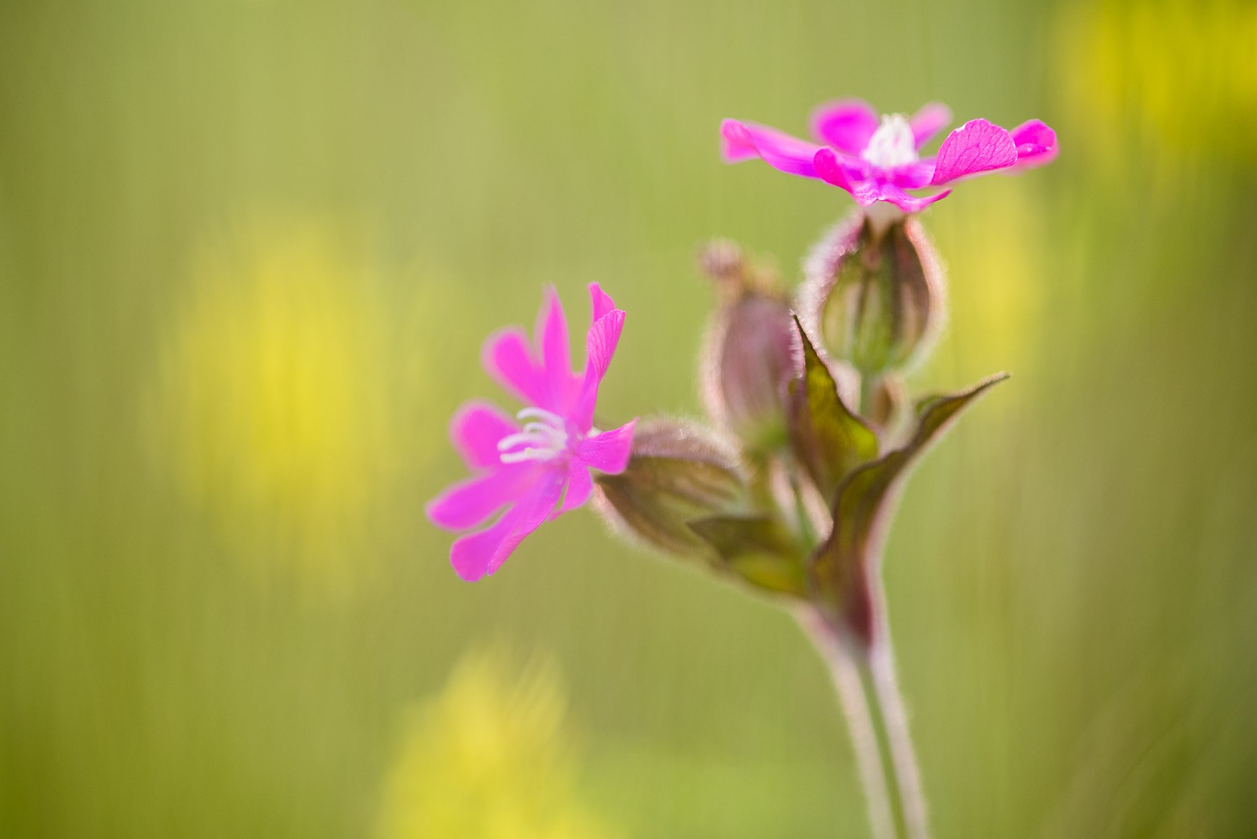 De kunst van het weglaten: een onscherpe achtergrond maakt de foto rustiger