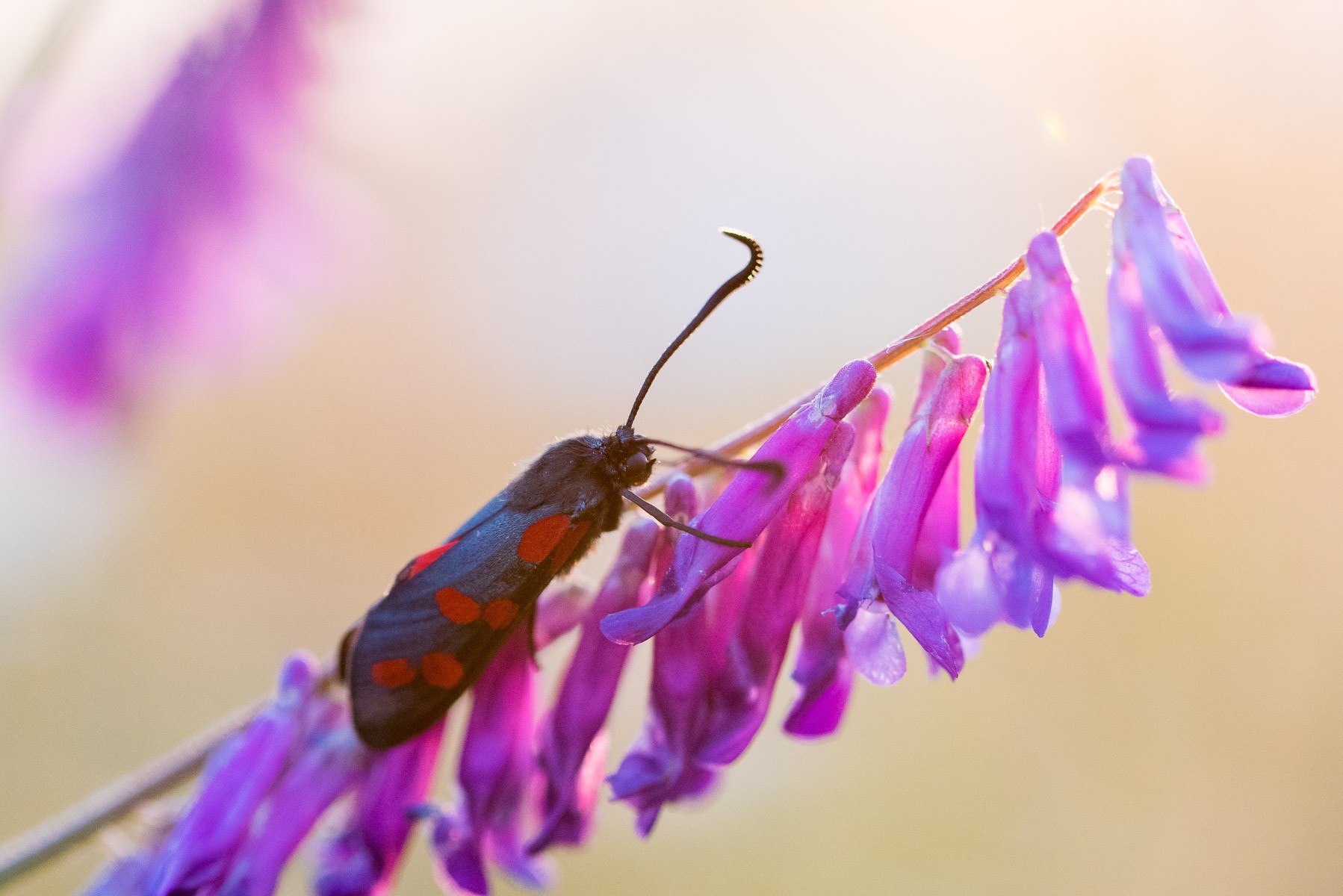 Is het een vlinder? Is het een tor?