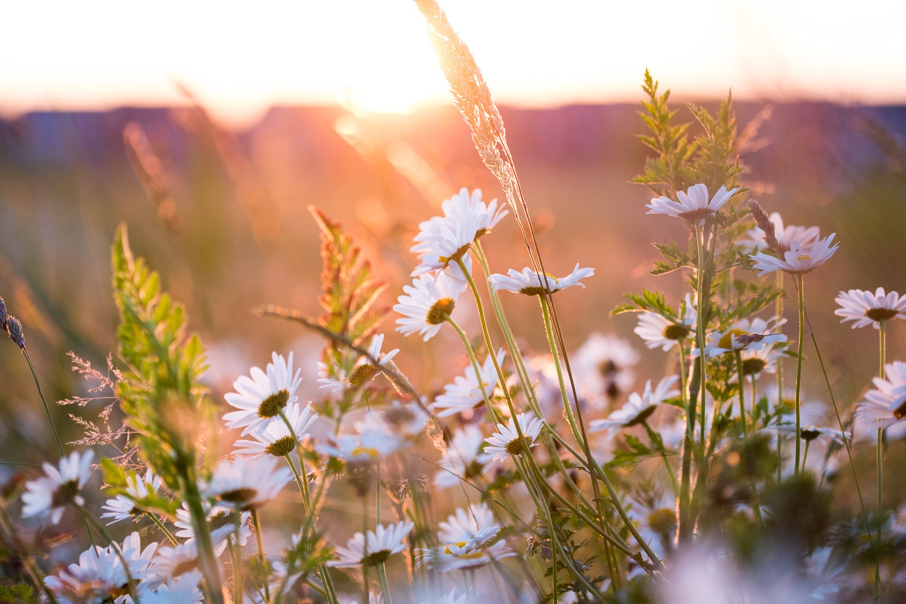 Vlak voor zonsondergang