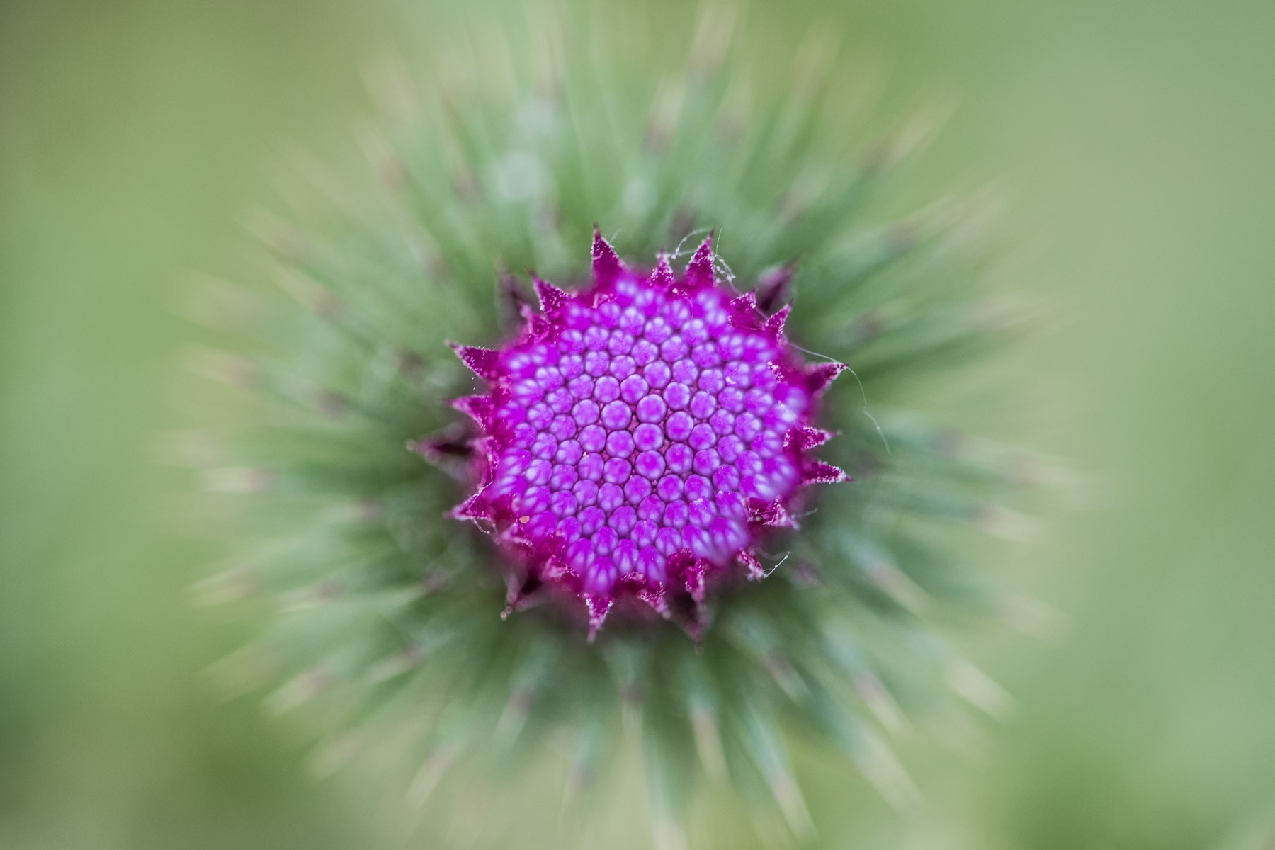 Deze distelbloem werd recht van boven gefotografeerd. Door de kleine scherptediepte geeft dit een tof beeld.