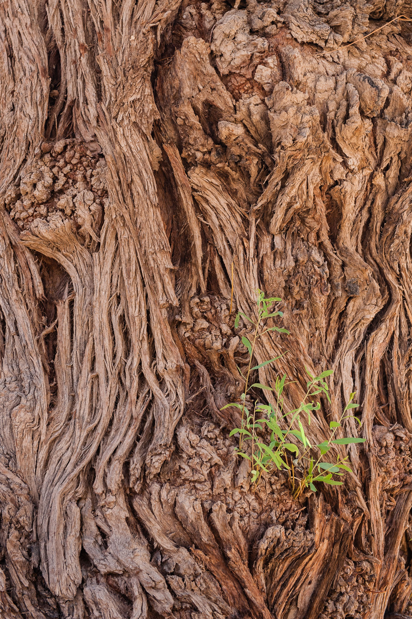 laura-vink-jordanie-6275