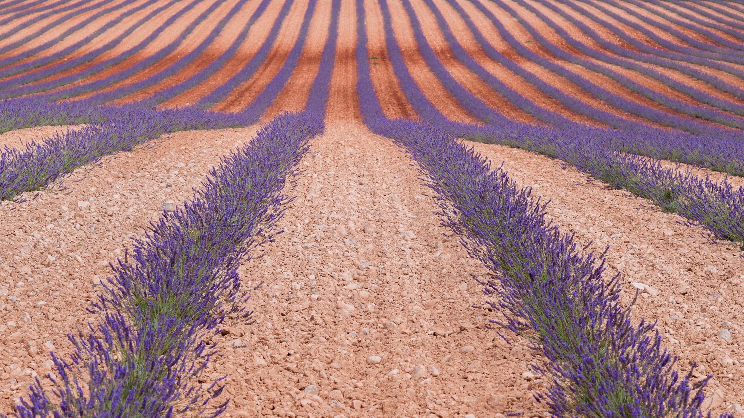 Lavendelveld in Zuid-Frankrijk