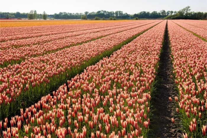 Bloemenveld vol tulpen