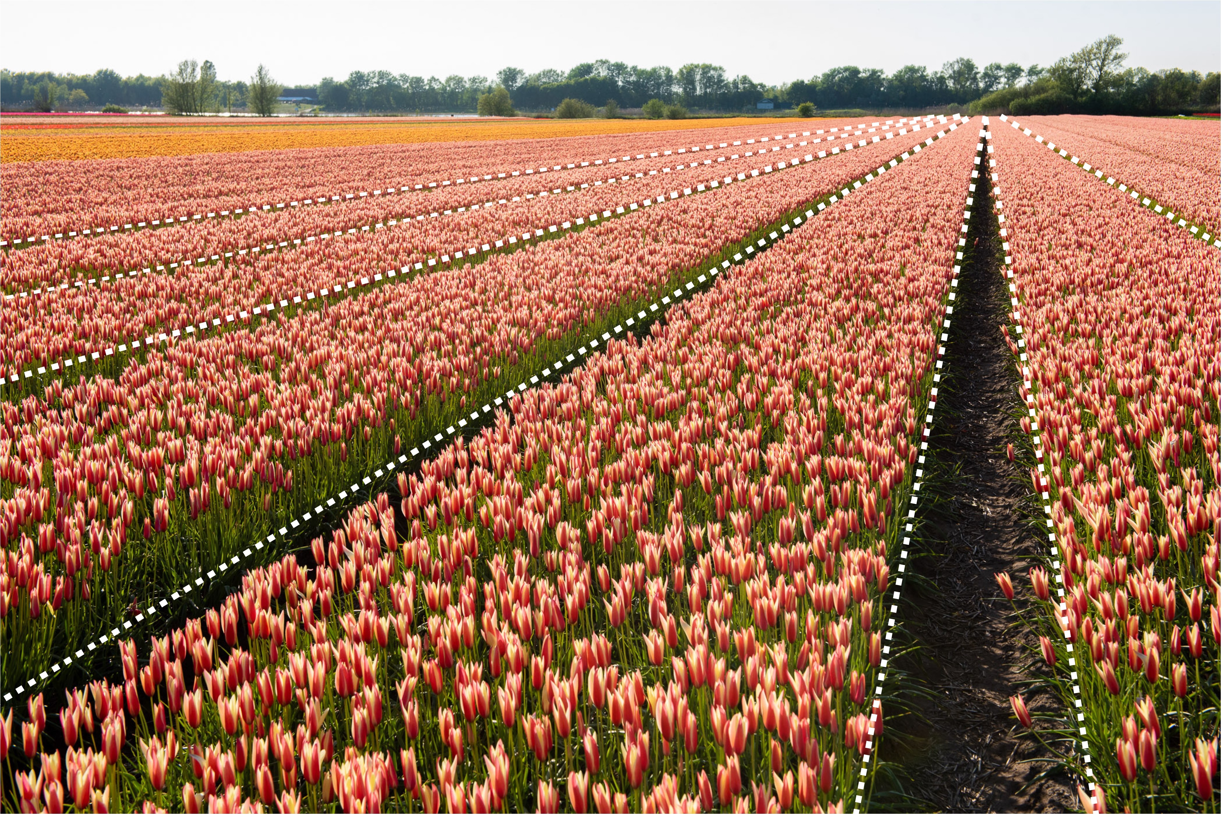 Bij dit bollenveld zie je ook duidelijke leidende lijnen