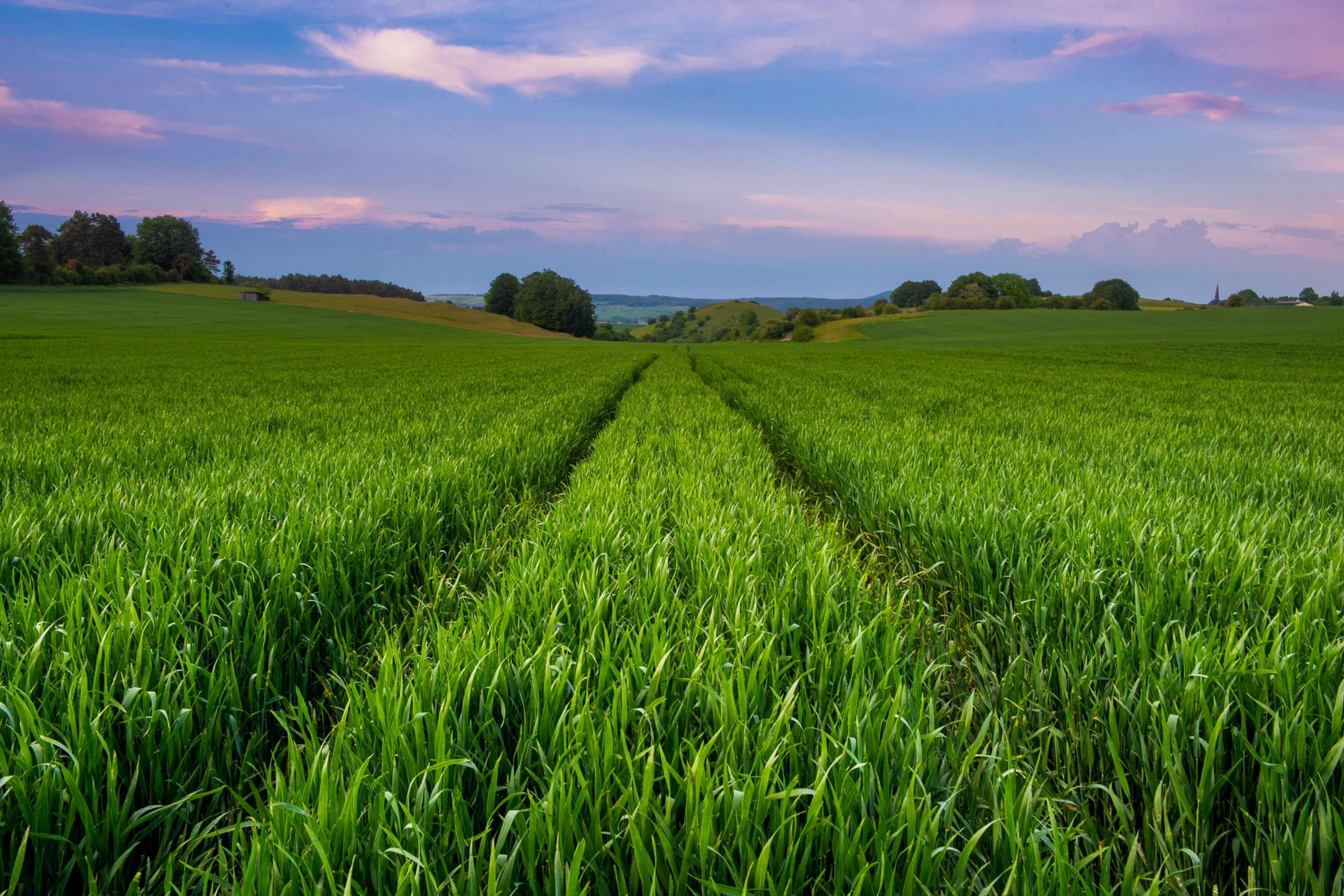 Weiland met hoog, groen gras