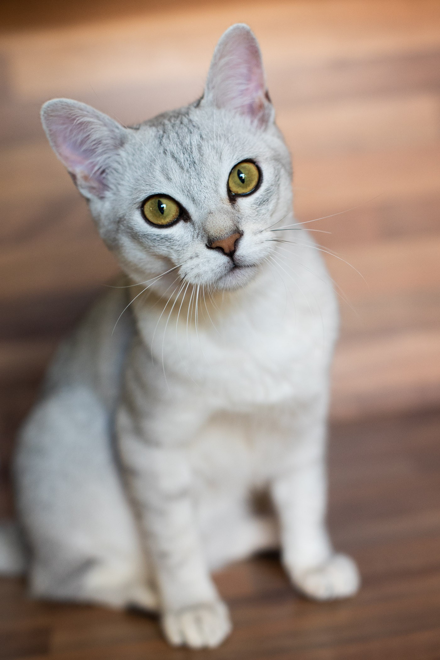 Deze kat fotografeerde ik met een 50mm lens.