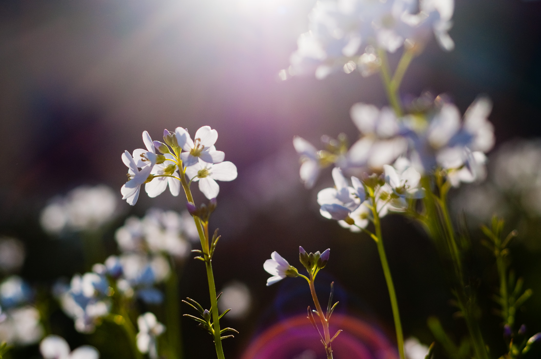 Bij deze foto had de lensflare voorkomen kunnen worden door een zonnekap te gebruiken.