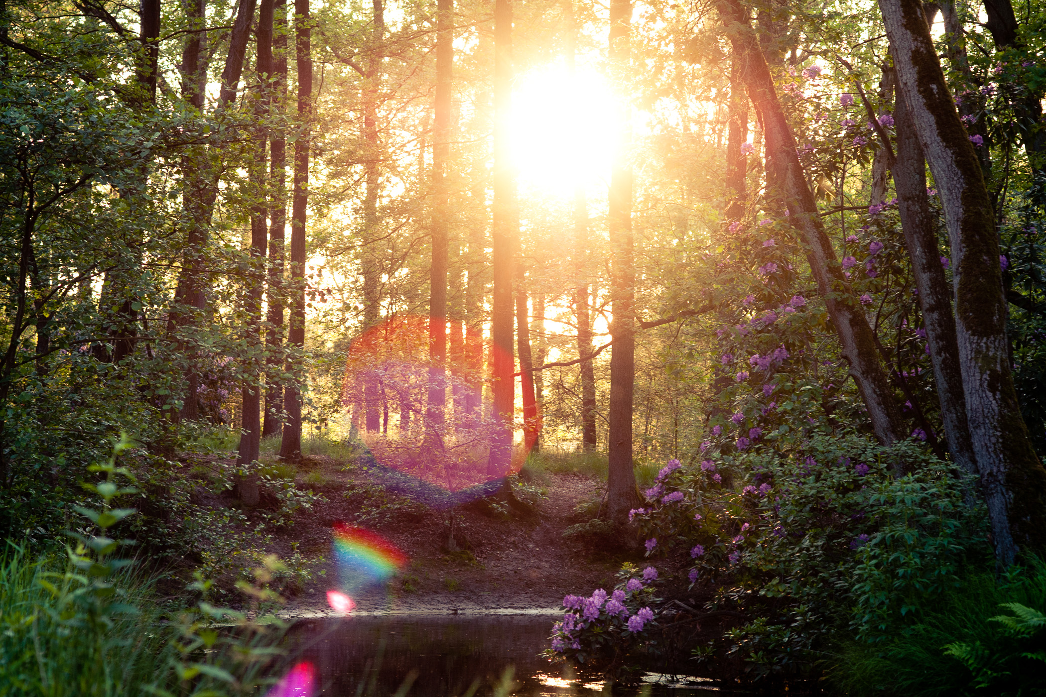 Lensflare is op verschillende manieren zichtbaar. Soms zijn het gekleurde bollen, soms driehoekjes. Bij deze foto is dat zelfs allebei.