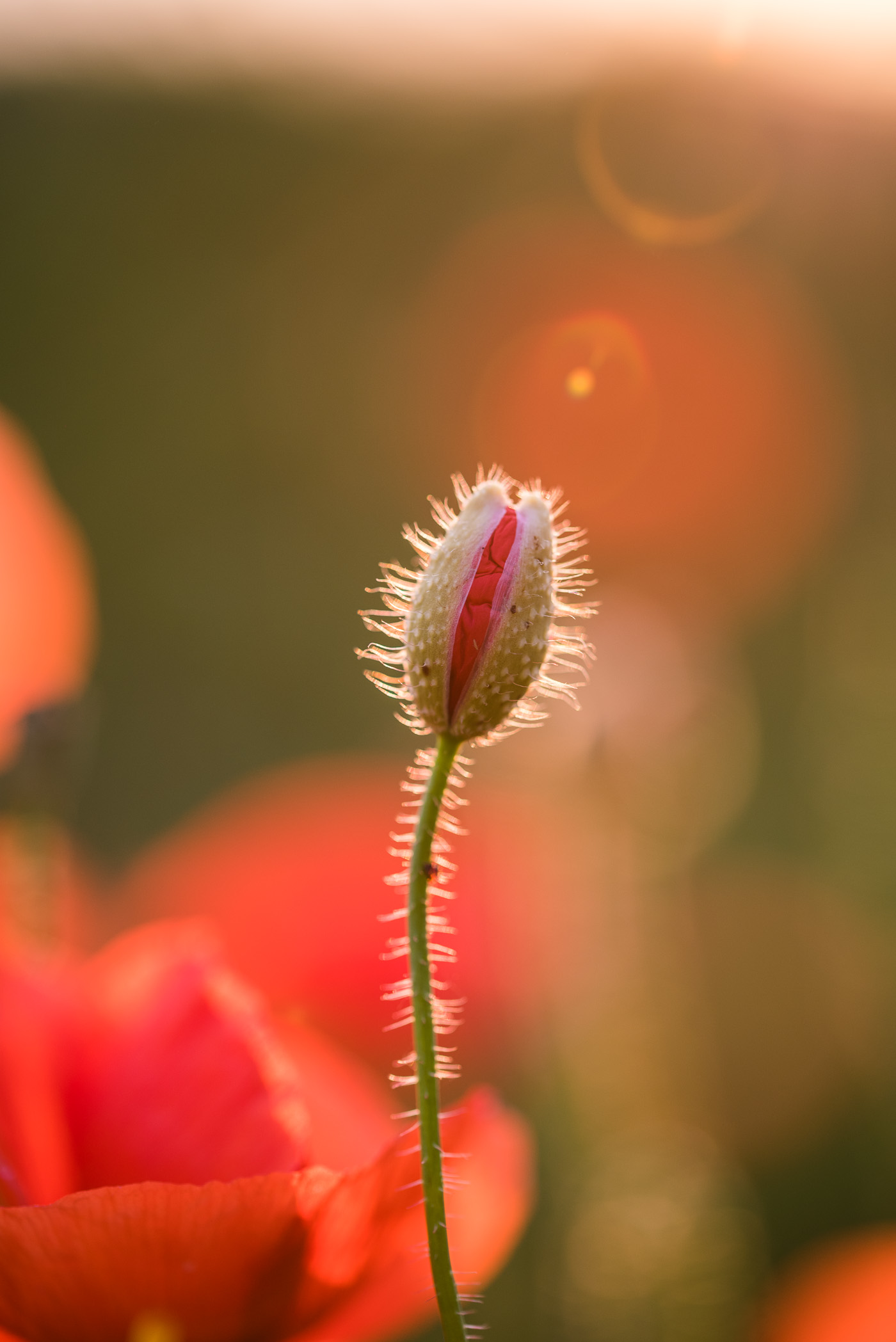 De 'bollen' van de lensflare wijzen als het ware naar de klaproos toe.