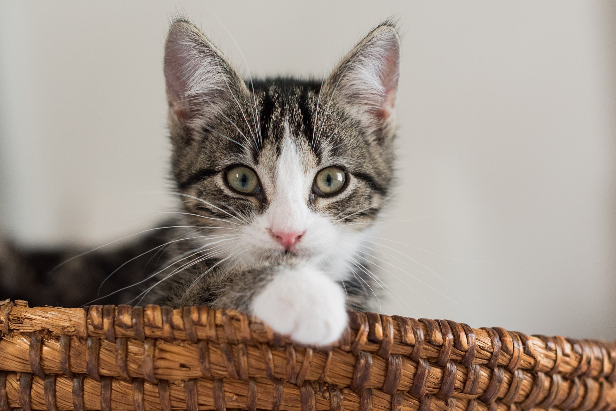 Door de mand op een andere plaatst te zetten en dichterbij te fotograferen, is de foto veel geslaagder.